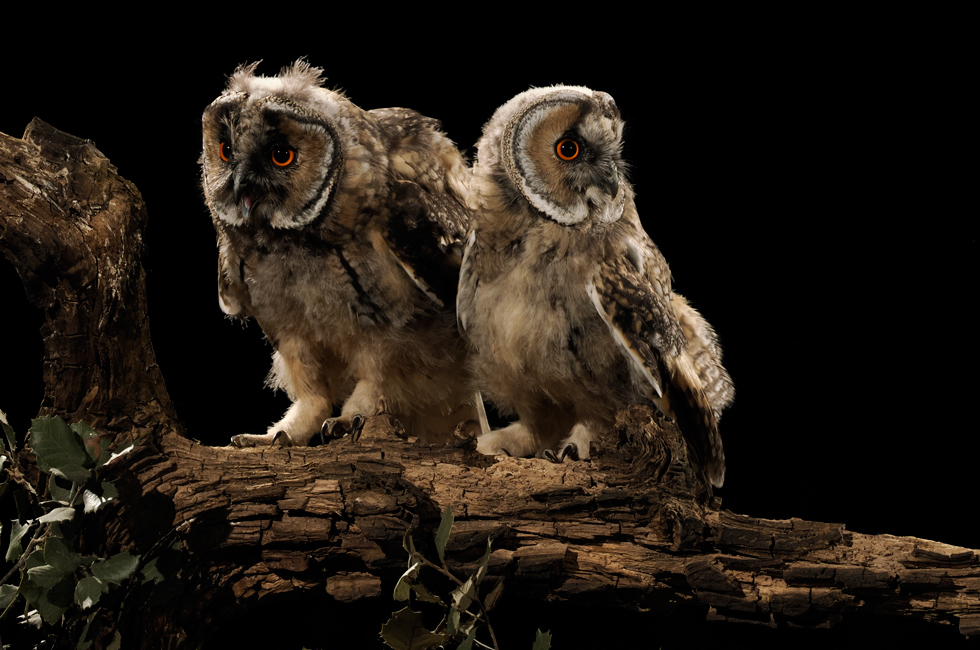 Imagen 20 de la galería de Búho Chico - Long-eared Owl